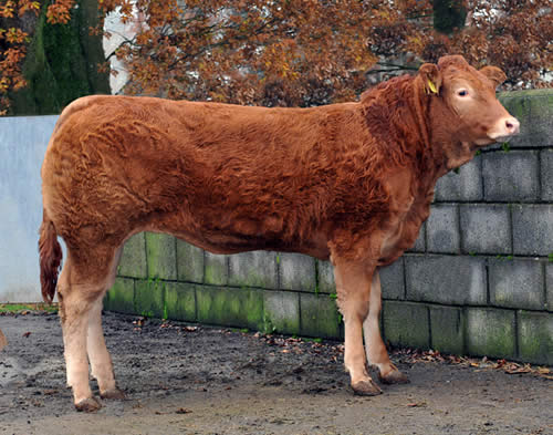 Dyfri Henna – 3,900gns Sold to T Jenkins & Sons, Torcoed Herd, Pontyclun, Mid Glam.